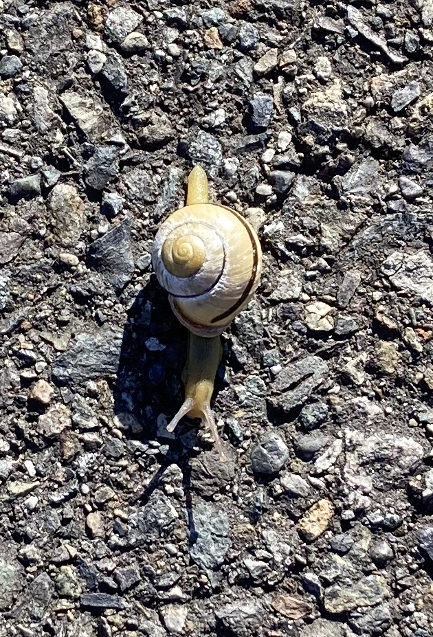 A close up of a yellow shelled snail against the paved trail that I saw while walking the world's slowest 17-mile lap on day 2.